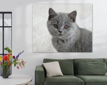 British shorthair.