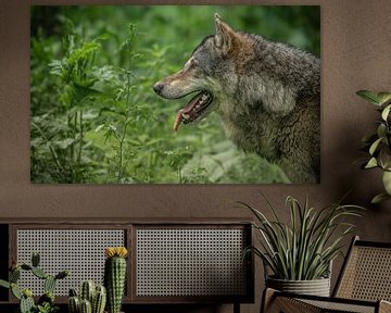 Close up portret van een Europese Wolf in een groen bos op Veluwe van Wildlife Designs