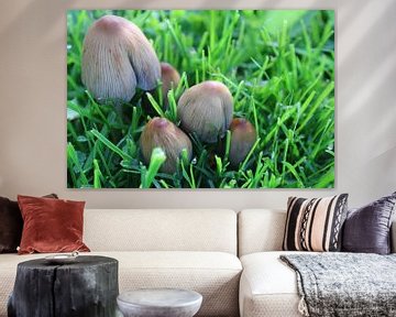 Paddenstoelen
