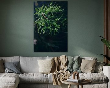 Dennentakken met Dauwdruppels | Rustgevende Natuurfotografie voor Interieurdecoratie van Elianne van Turennout