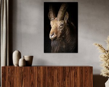 Indrukwekkende Steenbok Ram met grote elegante hoorns van Wildlife Designs