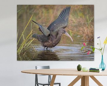 black ibis