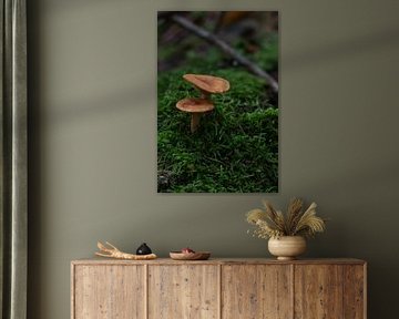 Mushrooms