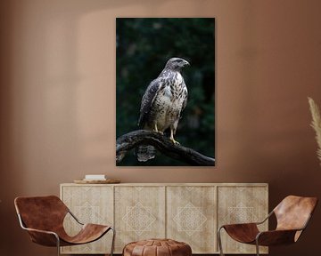 Stately buzzard