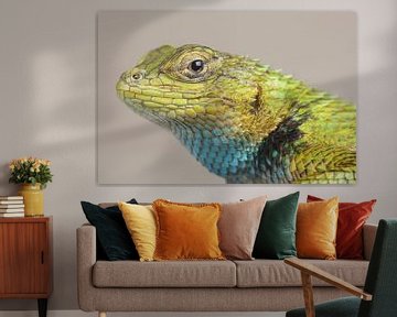 Smaragd Stekelleguaan (Sceloporus malachiticus) van Ronald Pol