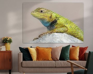Smaragd Stekelleguaan (Sceloporus malachiticus) van Ronald Pol