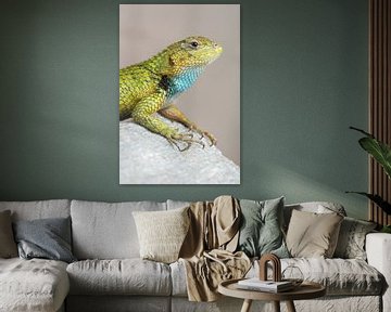 Smaragd Stekelleguaan (Sceloporus malachiticus) van Ronald Pol
