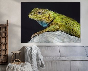 Smaragd Stekelleguaan (Sceloporus malachiticus) van Ronald Pol