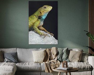 Smaragd Stekelleguaan (Sceloporus malachiticus) van Ronald Pol