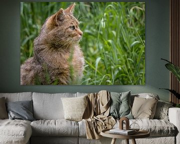 Close up portret van de Europese Wilde Kat van Wildlife Designs