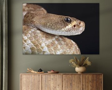 Crotale à diamant rouge (Crotalus ruber) sur Ronald Pol