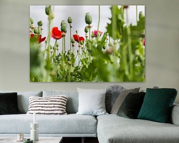 Papaver in detail van Lisette de Rade