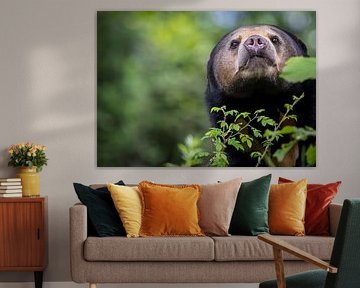 Schönes Porträt eines neugierigen Malaienbären von Wildlife Designs