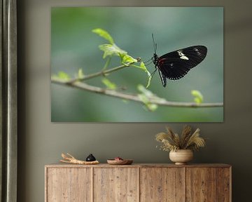 Doris Passiebloemvlinder (Heliconius doris) van Ronald Pol