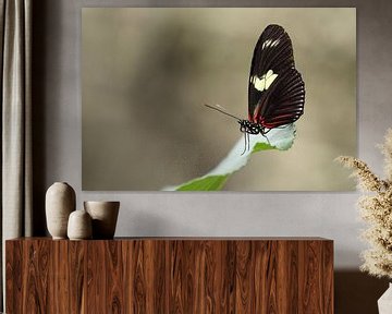 Doris Passiebloemvlinder (Heliconius doris) van Ronald Pol