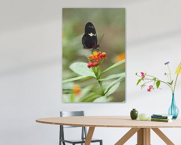 Doris Passiebloemvlinder (Heliconius doris) van Ronald Pol