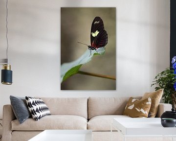 Doris Passiebloemvlinder (Heliconius doris) van Ronald Pol