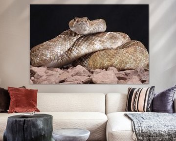 Crotale à diamant rouge (Crotalus ruber) sur Ronald Pol