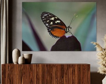 Tijger-Passiebloemvlinder (Heliconius hecale) van Ronald Pol