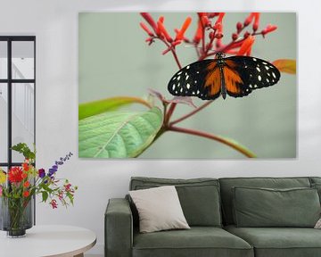 Tijger-Passiebloemvlinder (Heliconius hecale) van Ronald Pol