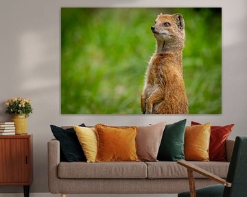 Close up van een rechtopstaande Vos Mangoest van Wildlife Designs