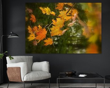 Feuilles d'érable en automne sur peterheinspictures
