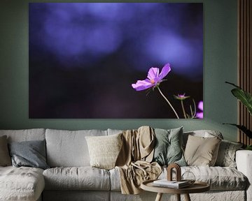 Purple light by Ilona Flokstra