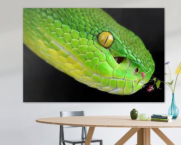 Weißlippiges Bambusblatt (Trimeresurus albolabris) von Ronald Pol