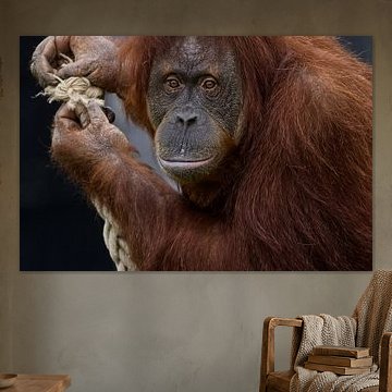 Porträt eines Orang-Utans