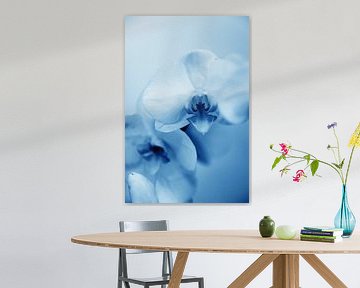 orchidee  - 02