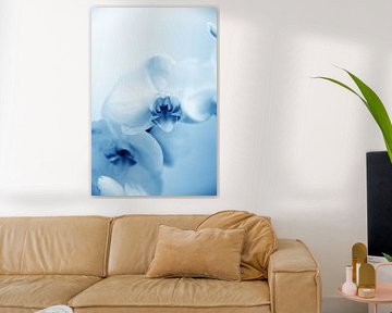 orchidee - 05
