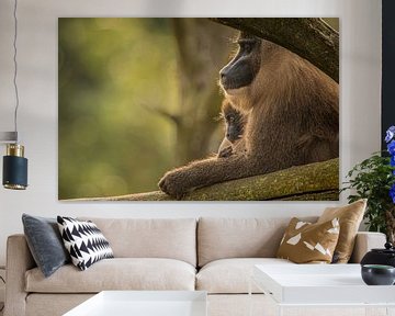 Intieme close-up van moeder Aap met zogende baby van Wildlife Designs