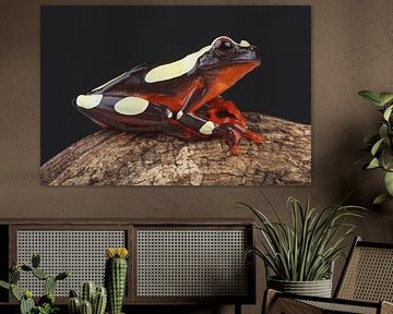 Clownfrosch (Dendropsophus leucophyllatus) von Ronald Pol