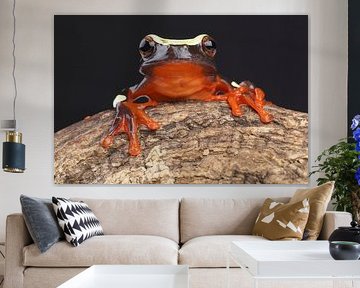 Clownfrosch (Dendropsophus leucophyllatus) von Ronald Pol