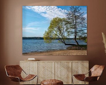 Landschap van het Nationaal Park Müritz in het Mecklenburgse merengebied in Duitsland van Animaflora PicsStock