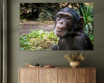 Impressionnant portrait en gros plan d'un jeune chimpanzé sur Wildlife Designs