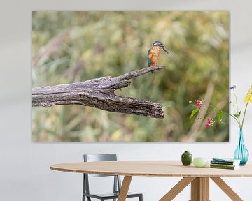 The kingfisher by Gh Verver Photography