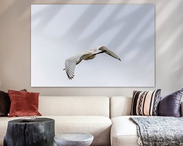 spoonbill