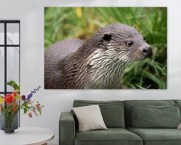 Breathtaking close up portrait head of a European Otter (lutra lutra) by Wildlife Designs