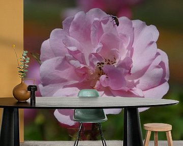 Rose by Gabi Siebenhühner