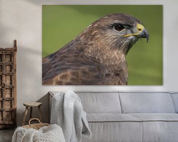 Mäusebussard (Buteo buteo) von Ronald Pol
