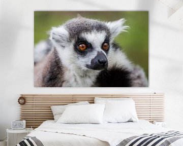 The ring-tailed lemur by Maarten Baars