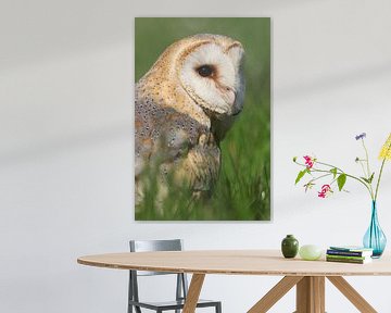 Schleiereule (Tyto alba) von Ronald Pol