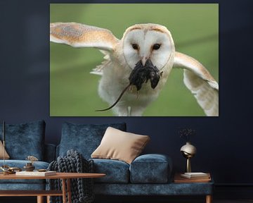 Schleiereule (Tyto alba) von Ronald Pol
