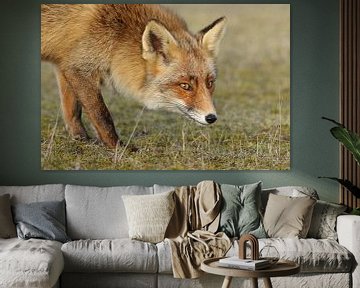 Vos (Vulpes vulpes) van Ronald Pol