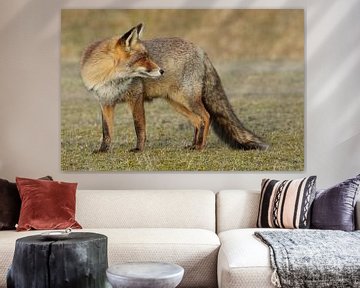 Vos (Vulpes vulpes) van Ronald Pol