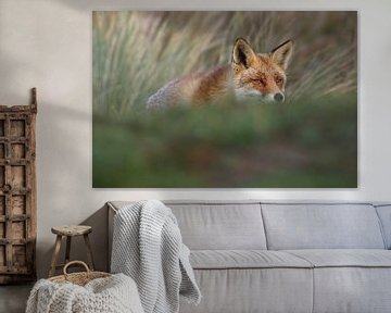 Vos (Vulpes vulpes) van Ronald Pol