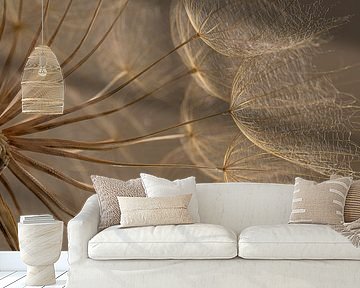 Light falls on the fluff of a Morning Star (Tragopogon) by Marjolijn van den Berg