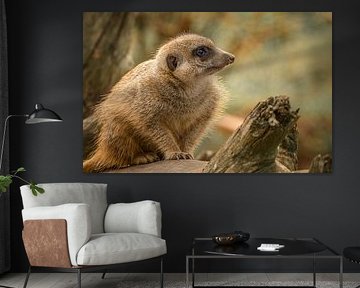 Close-up of alert Meerkat in warm autumn hues by Wildlife Designs