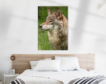 Indrukwekkend portret van een Europese Wolf in het bos van Wildlife Designs